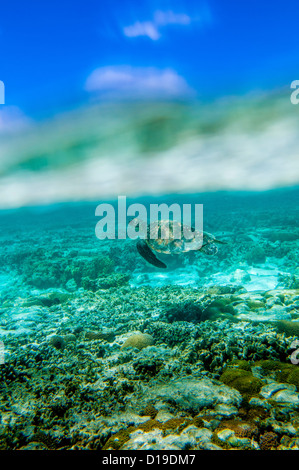 Grüne Meeresschildkröte, Lady Elliot Island, Great Barrier Reef, Queensland, Australien Stockfoto