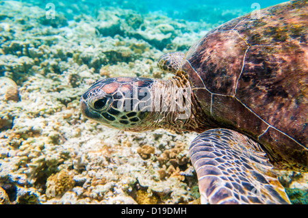 Grüne Meeresschildkröte, Lady Elliot Island, Great Barrier Reef, Queensland, Australien Stockfoto