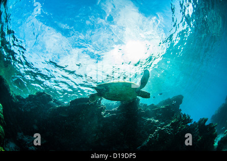 Grüne Meeresschildkröte, Lady Elliot Island, Great Barrier Reef, Queensland, Australien Stockfoto