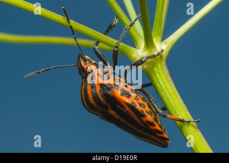 Graphosoma lineatum Stockfoto