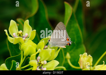 Monarch-Wirtspflanze Stockfoto