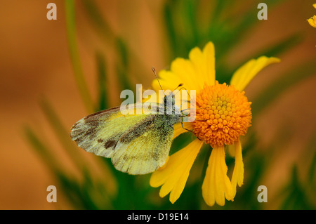 Zierliche Schwefel (Nathalis Iole) Stockfoto