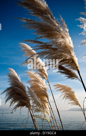 Cortaderia Selloana oder Pampasgras wächst in Rhos auf Meer Nord-Wales Stockfoto