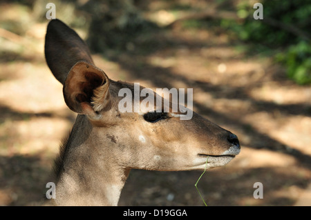 Lesser Kudu Tragelaphus Imberbis, Horntiere, Äthopien Afrika Stockfoto