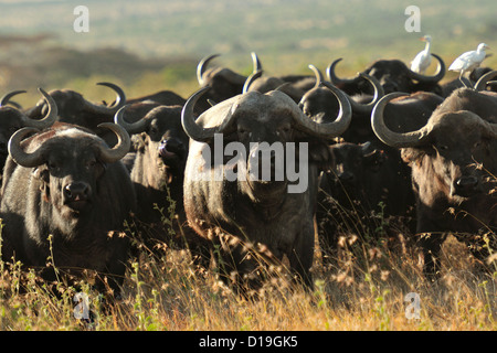 Black Buffalo, Syncerus Caffer, Horntiere, Mugie Heiligtum, Kenia, Afrika Stockfoto