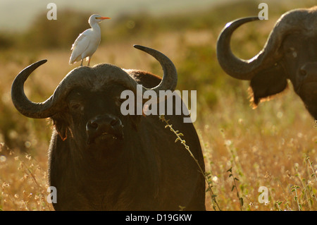 Black Buffalo, Syncerus Caffer, Horntiere, Mugie Heiligtum, Kenia, Afrika Stockfoto