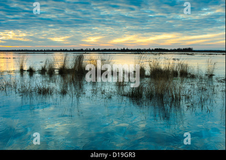 Winter im Moor, Goldenstedter Moor, Diepholzer Moorniederung, Niedersachsen, Deutschland Stockfoto