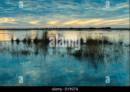 Winter im Moor, Goldenstedter Moor, Diepholzer Moorniederung, Niedersachsen, Deutschland Stockfoto