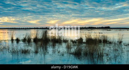 Winter im Moor, Goldenstedter Moor, Diepholzer Moorniederung, Niedersachsen, Deutschland Stockfoto