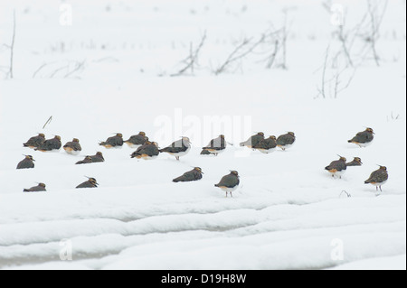 nördlichen Kiebitze (Vanellus Vanellus) auf Schnee bedeckt Feld, Niedersachsen, Deutschland Stockfoto