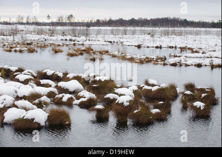 Winter im Moor, Goldenstedter Moor, Diepholzer Moorniederung, Niedersachsen, Deutschland Stockfoto