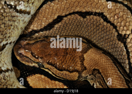 Asiatische Rock Python Python aus 'Pinstipe', Pytonidae Stockfoto