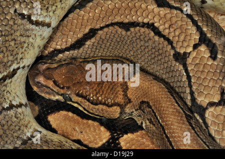 Asiatische Rock Python Python aus 'Pinstipe', Pytonidae Stockfoto