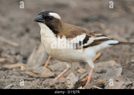 Weißer-browed Spatz Weber Plocepasser Mahali, Chawo Lake, Nechisar Nationalpark, Arna Minch, Äthopien, Afrika Stockfoto