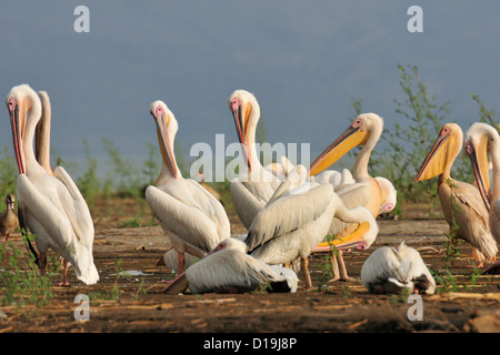 Großer weißer Pelikan Pelecanus Onocrotalus, Chawo Lake, Nechisar Nationalpark, Arna Minch, Äthopien, Afrika Stockfoto