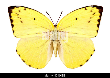 Schmetterling Arten Catopsilia Pomona Pomona "Lemon Emigrant" Stockfoto