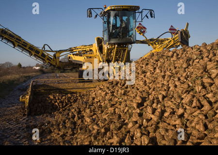 Ropa Euro-Maus 4 Zuckerrüben Loader Maschinen arbeiten Shottishm, Suffolk, England Stockfoto