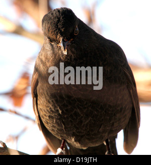 Close-up Portrait einer weiblichen eurasische Amsel Stockfoto