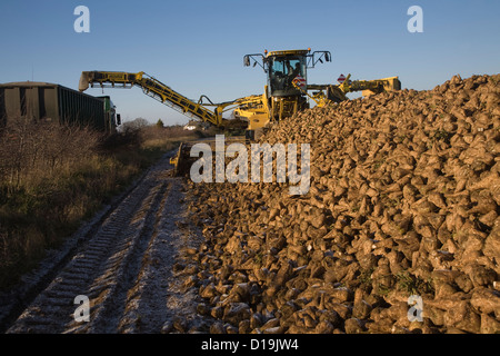 Ropa Euro-Maus 4 Zuckerrüben Loader Maschinen arbeiten Shottishm, Suffolk, England Stockfoto