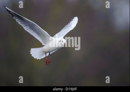 Lachmöwe, Larus ridibundus Stockfoto