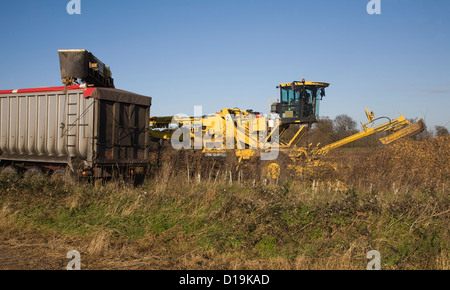 Ropa Euro-Maus 4 Zuckerrüben Loader Maschinen arbeiten Shottishm, Suffolk, England Stockfoto