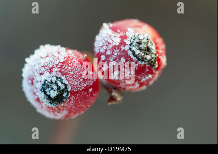 Rugosa Rose (Rosa Rugosa) mit Raureif Stockfoto