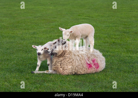 Lämmer, die im Frühjahr auf stillstehenden Schafen springen Stockfoto