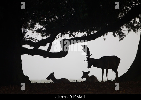 Damhirschen Cervus Dama bedeutet und Buck unter Steineichen im nebligen Abendlicht Stockfoto