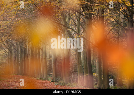 Buche Fagus Sylvatica Felbrigg große Holz Norfolk UK Anfang November Stockfoto