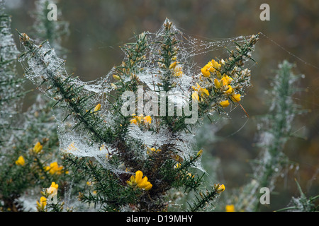 Ginster Ulex Europaeus blühen im November & Spinnen Stege Stockfoto