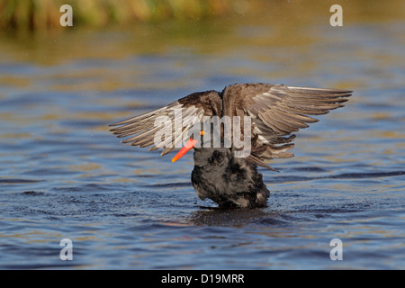 Schwärzlich Austernfischer mit den Flügeln nach putzen sich in Grasbüschel Teich Stockfoto