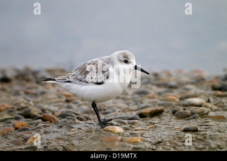 Sanderling Calidris alba Fütterung auf North Norfolk Strand im Winter Stockfoto