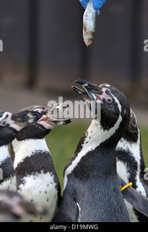 Humboldt-Pinguin (Spheniscus Humboldti) Stockfoto