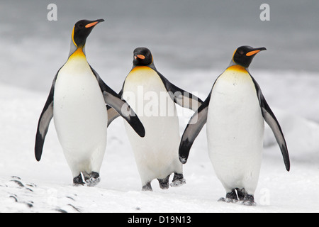 Drei König Penguins zu Fuß auf dem Schnee bedeckt Strand auf Salisbury Plain Stockfoto