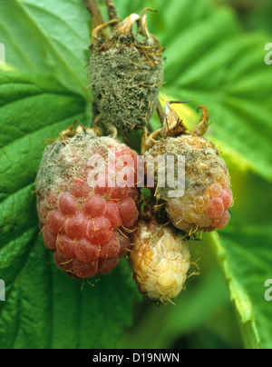 Grauschimmel (Botrytis Cinerea) Infektion an reife Himbeeren Obst auf den Rohrstock