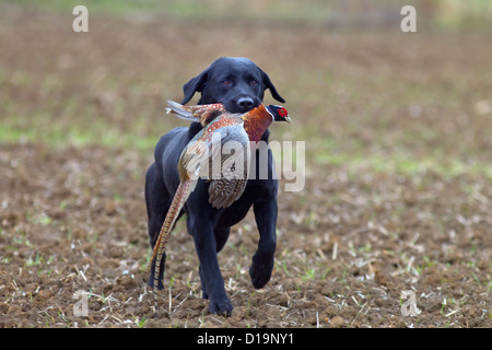 Schwarzer Labrador holt Rebhuhn auf Spielschießen in Norfolk Mitte November ab Stockfoto