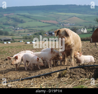 Säen Sie mit ihren Ferkeln, ein Spanferkel in einem Freilandhaltung Schwein Gehäuse, Devon Stockfoto