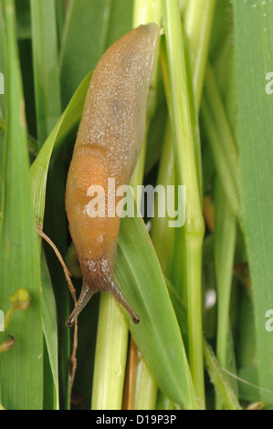 Eine Schnecke, Arion Subfuscus, blasse Färbung auf Rasen Stockfoto