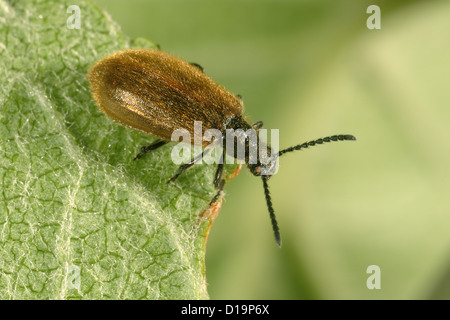 Darkling Käfer, Lagria Hirta, Erwachsener Stockfoto