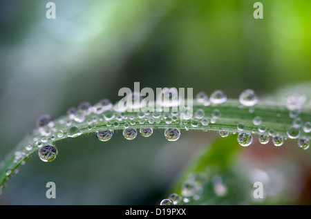 Tau auf dem Rasen Wintermorgen gefrostet Stockfoto