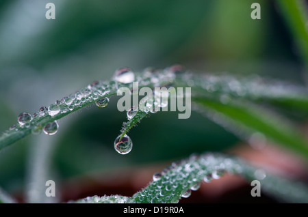 Tau auf dem Rasen Wintermorgen gefrostet Stockfoto