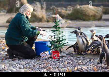 London Zoo, Regents Park, London, England, Vereinigtes Königreich. 12. Dezember 2012.   Bild zeigt die Pinguine im Londoner Zoo im Regents Park, einige festliche fischig Geschenke unter dem Weihnachtsbaum in ihrem Gehege behandelt werden. Bildnachweis: Jeff Gilbert / Alamy Live News Stockfoto