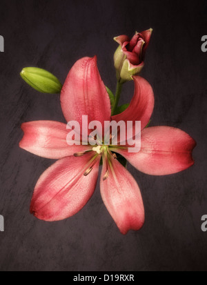 Blick von oben auf die roten Lilien Nahaufnahme Stockfoto