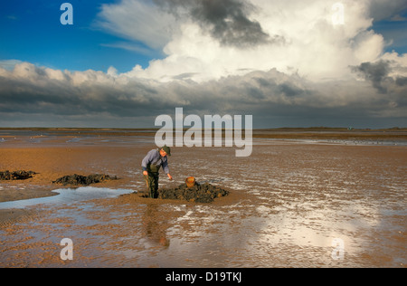 Auf der Suche nach Lug Würmer in Richtung Blakeney Point Norfolk November Stockfoto