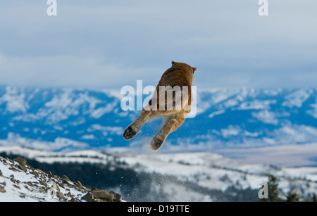 Berglöwen, Montana, Vereinigte Staaten von Amerika Stockfoto