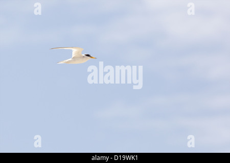 Die wenigsten Seeschwalbe (Sternula Antillarum, ehemals Sterna Antillarum) Stockfoto