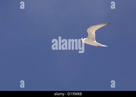 Die wenigsten Seeschwalbe (Sternula Antillarum, ehemals Sterna Antillarum) Stockfoto