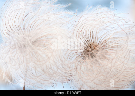 CLEMATIS BILL MACKENZIE SAMENKÖPFE Stockfoto