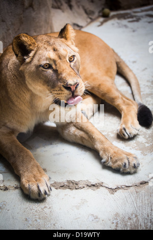 Close-up Portrait von einer majestätischen Löwin (Panthera Leo) Stockfoto