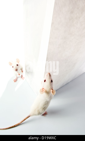 cute white rats examine a white bag Stockfoto